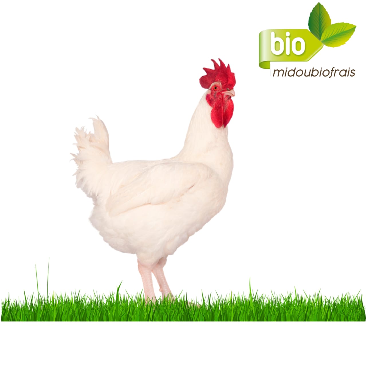 Grand Poulet Bicyclette vivant bio
