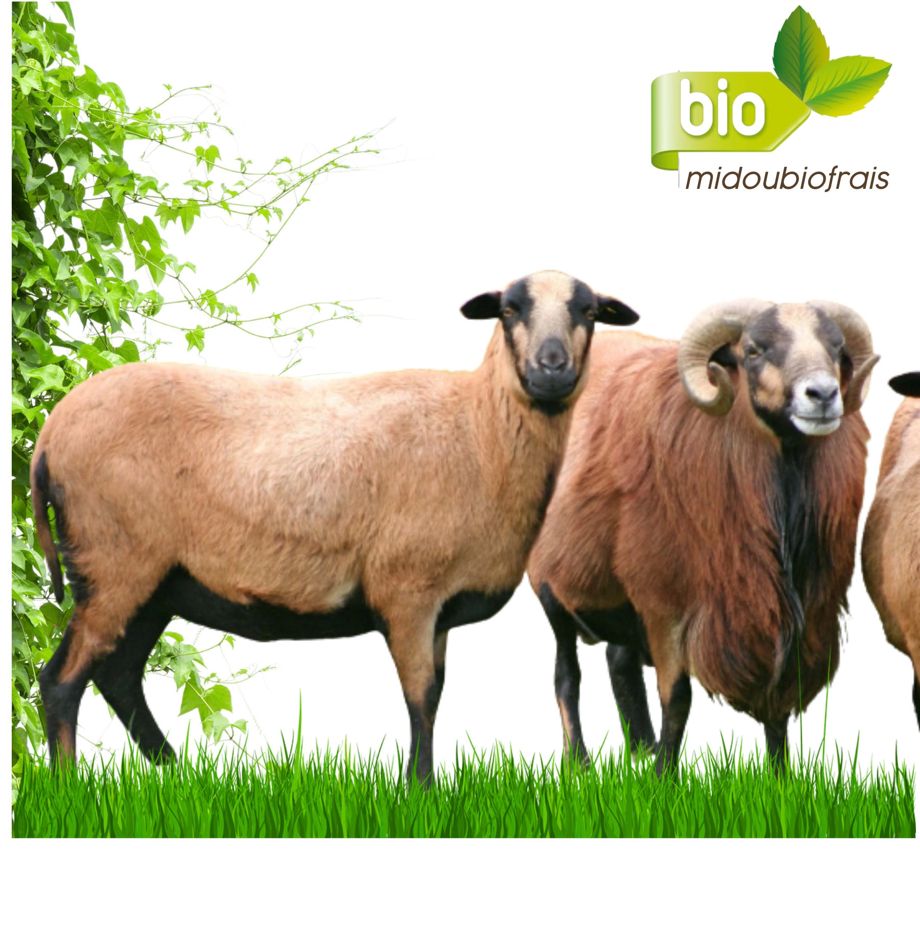 Mouton vivant bio