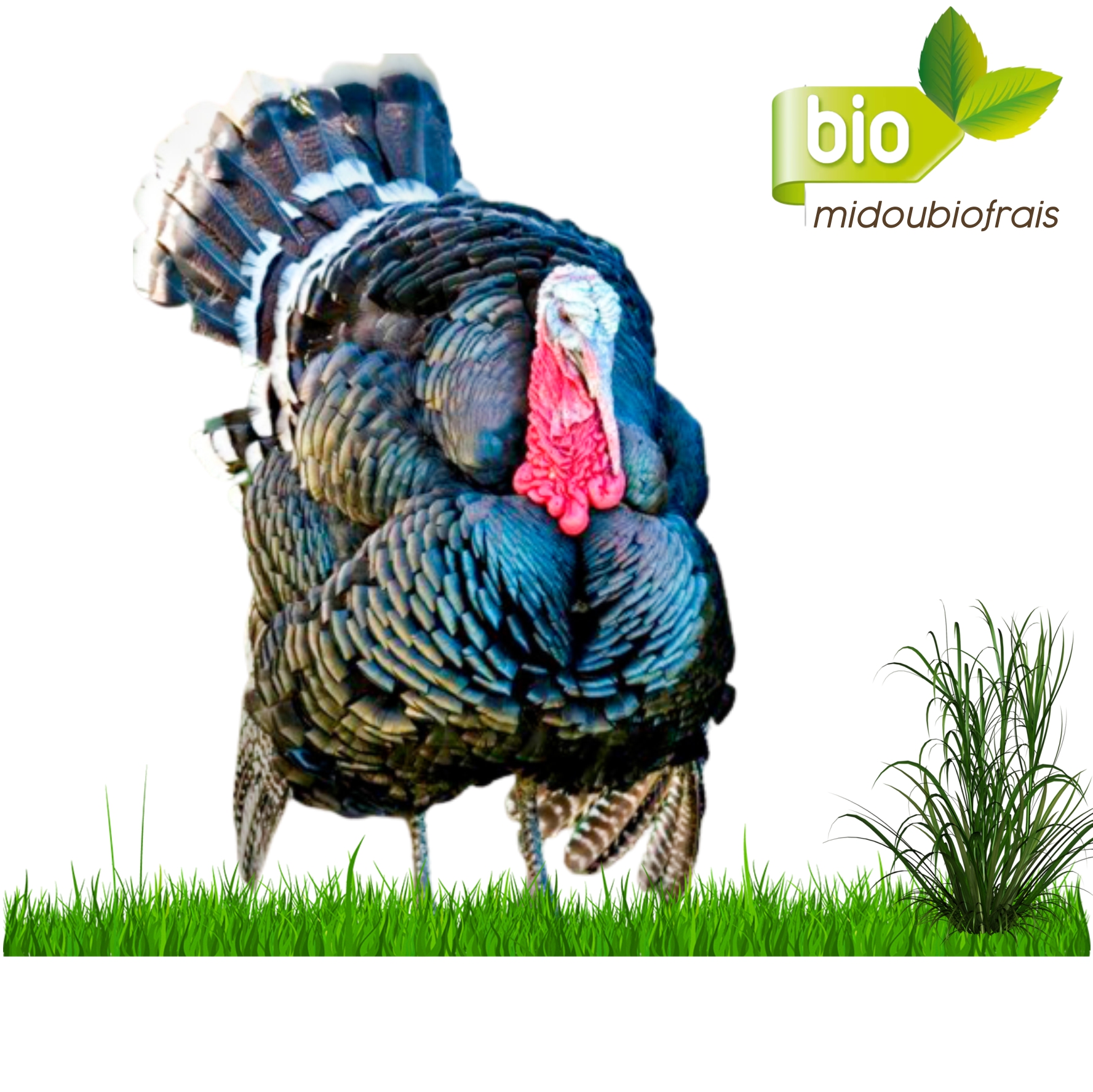 Grande Dinde vivants bio