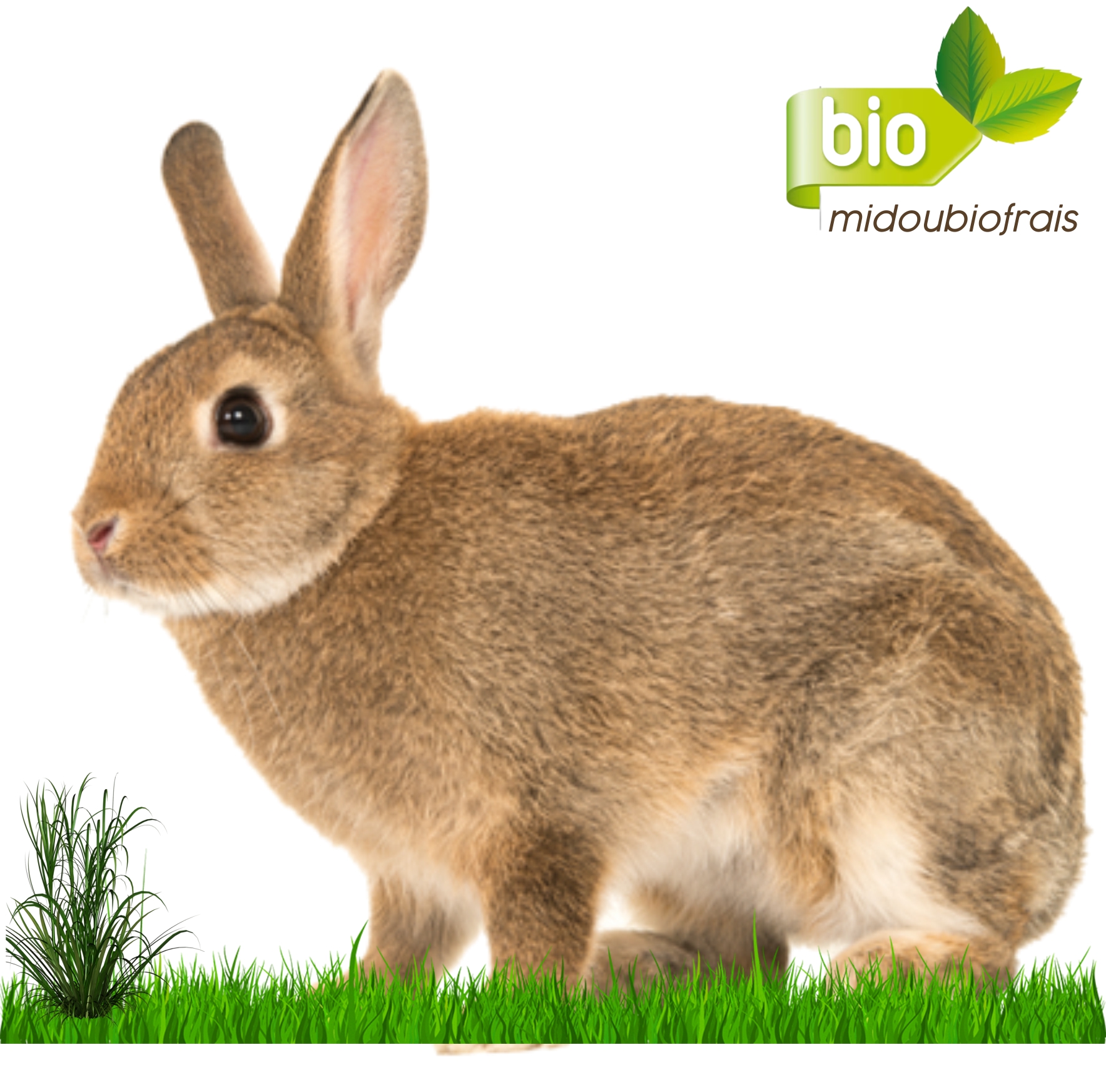 Grand Lapin vivant