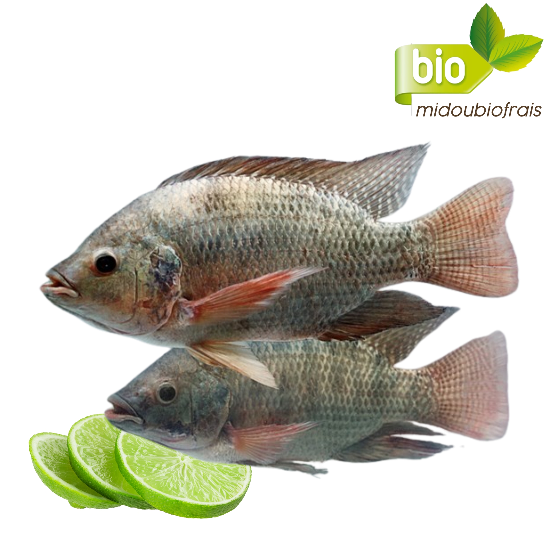 Poisson  Tilapia 