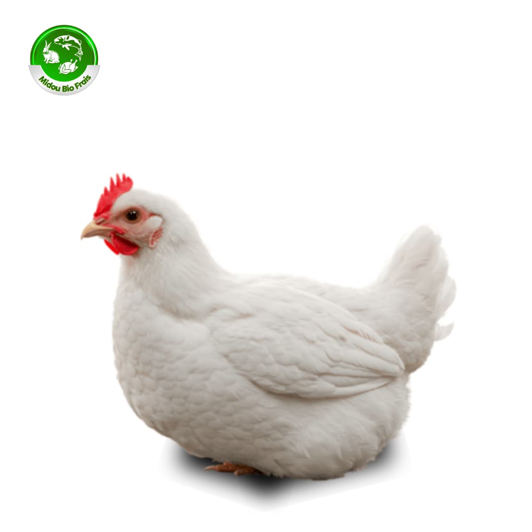 Poulet chair vivant