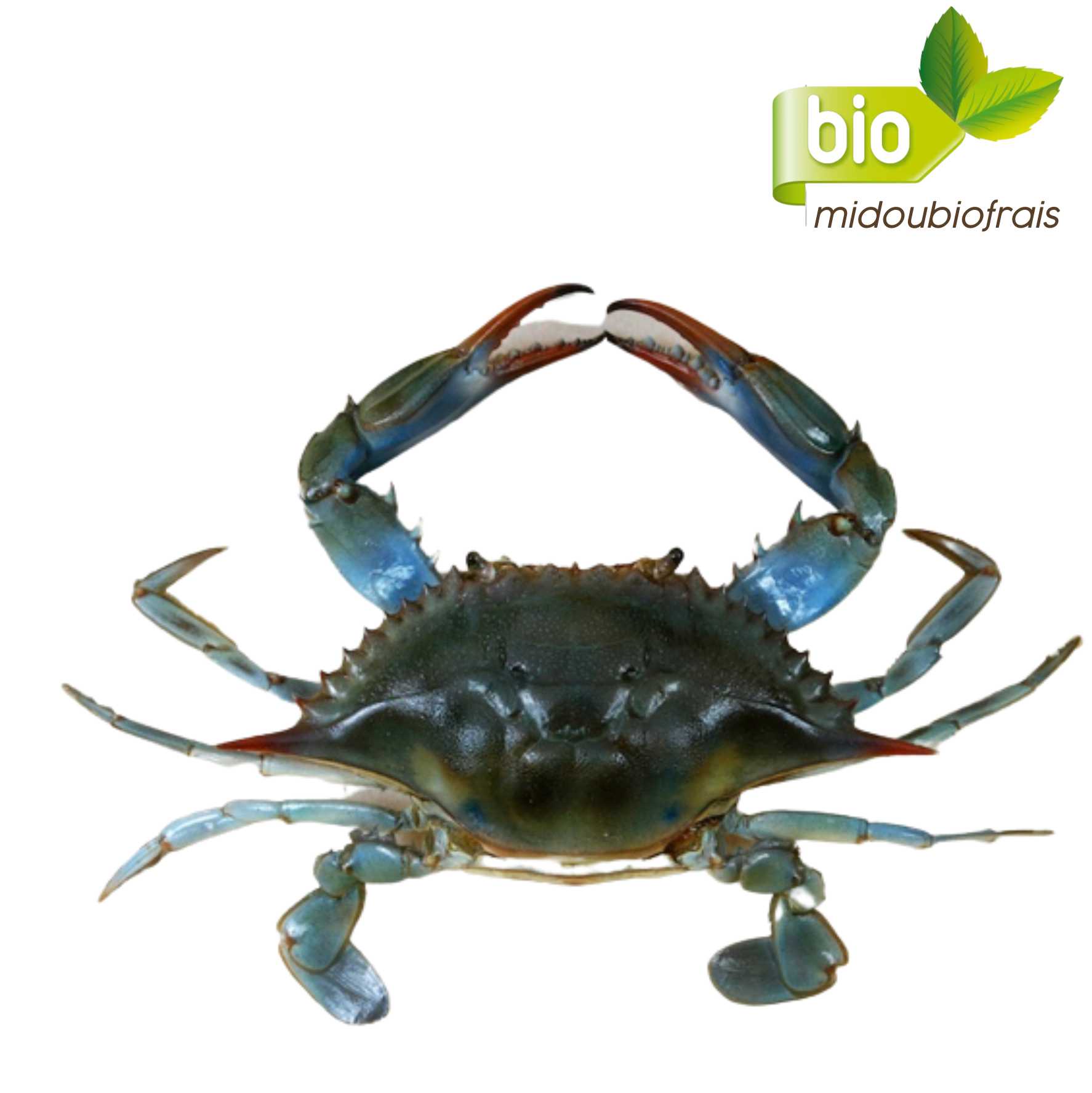Petit Crabe frais
