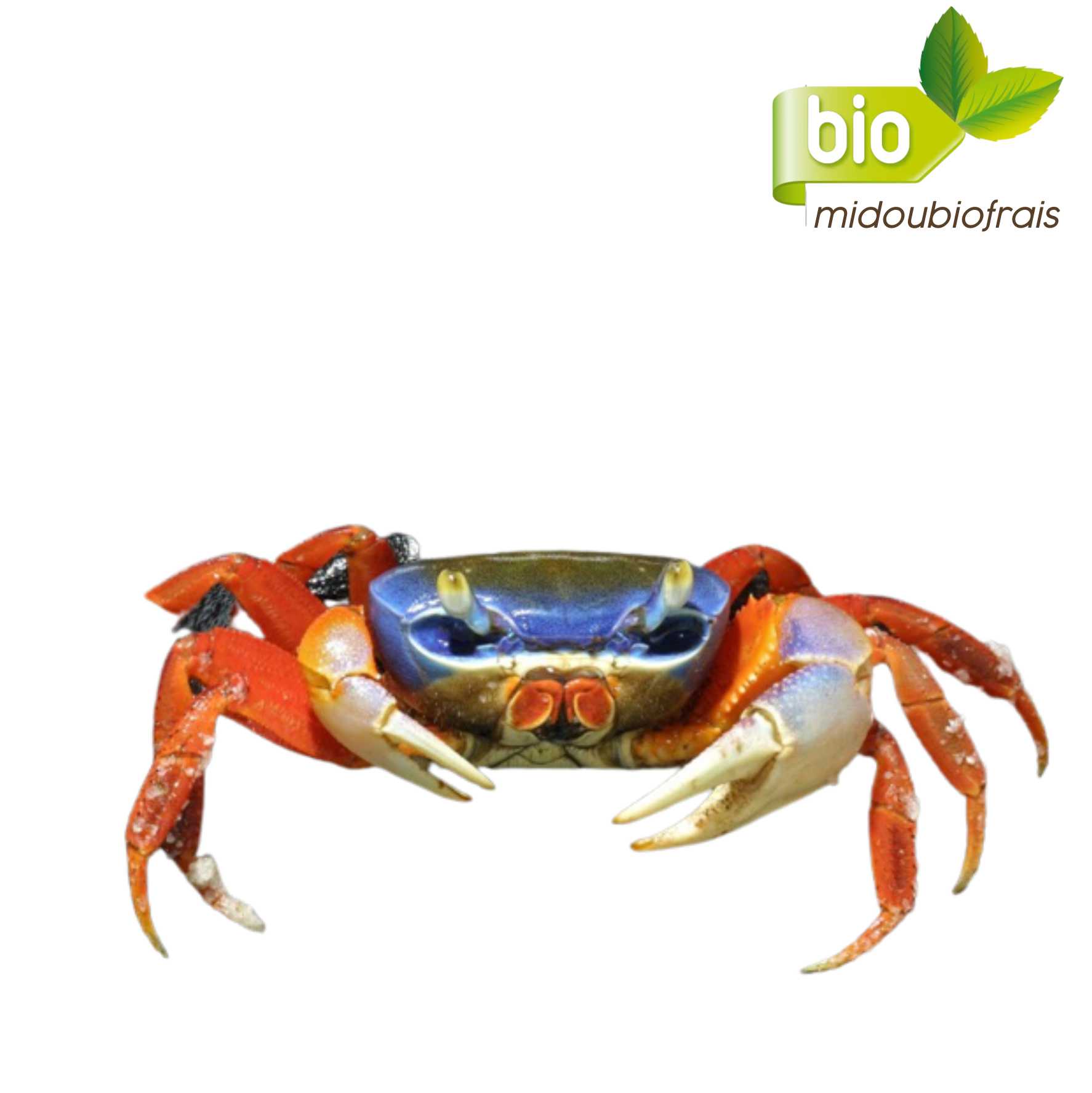 Gros Crabes frais