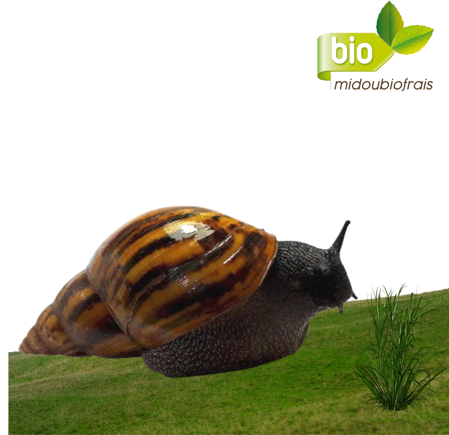 Escargots frais