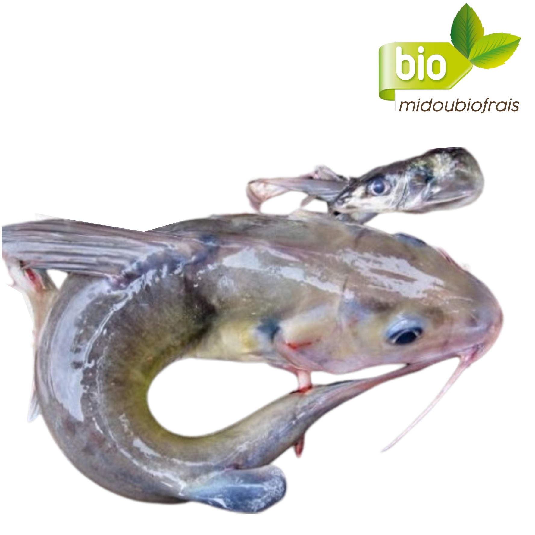 Poisson Mâchoiron (Odjan)